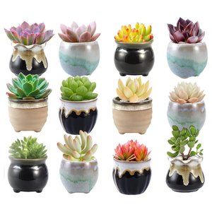 Set of 12 Glazed Ceramic Pots, Mini Flowerpot Gift